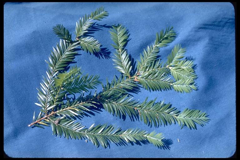 Sequoia sempervirens