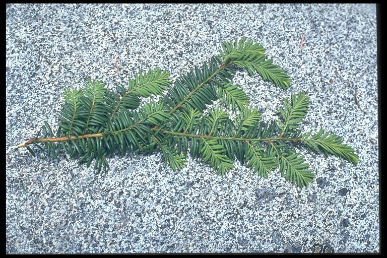 Taxus brevifolia