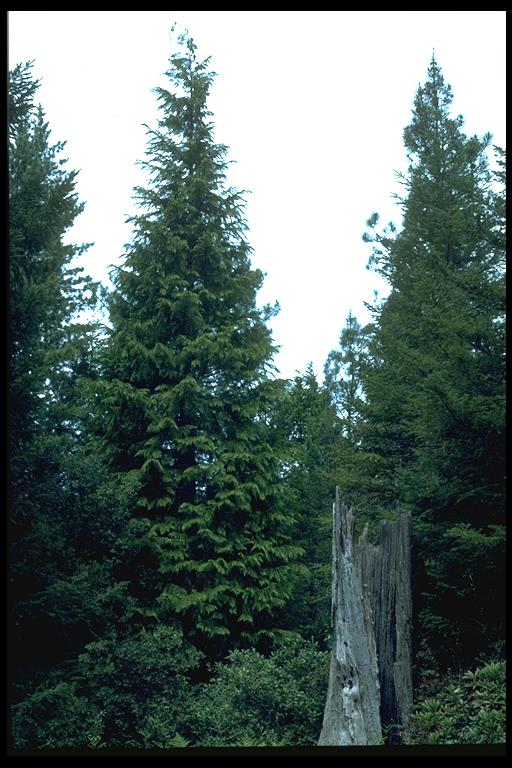 Chamaecyparis lawsoniana Chamaecyparis lawsoniana