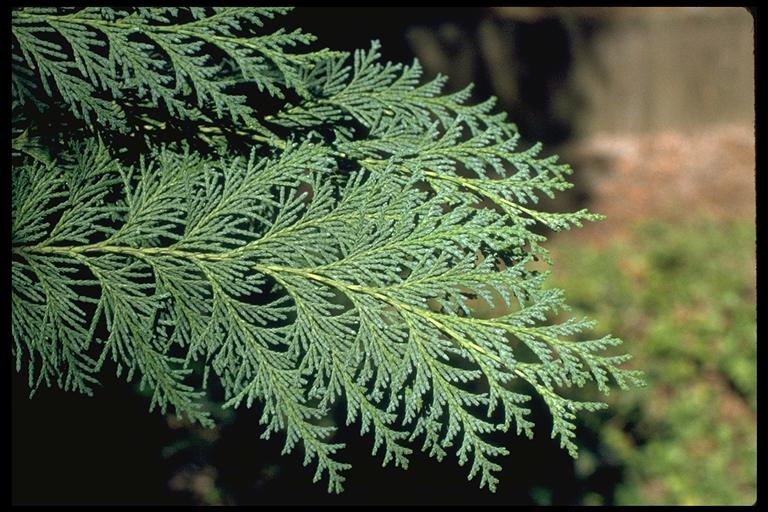 Chamaecyparis lawsoniana Chamaecyparis lawsoniana