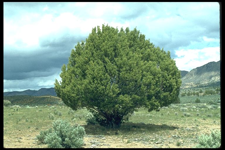 Juniperus osteosperma