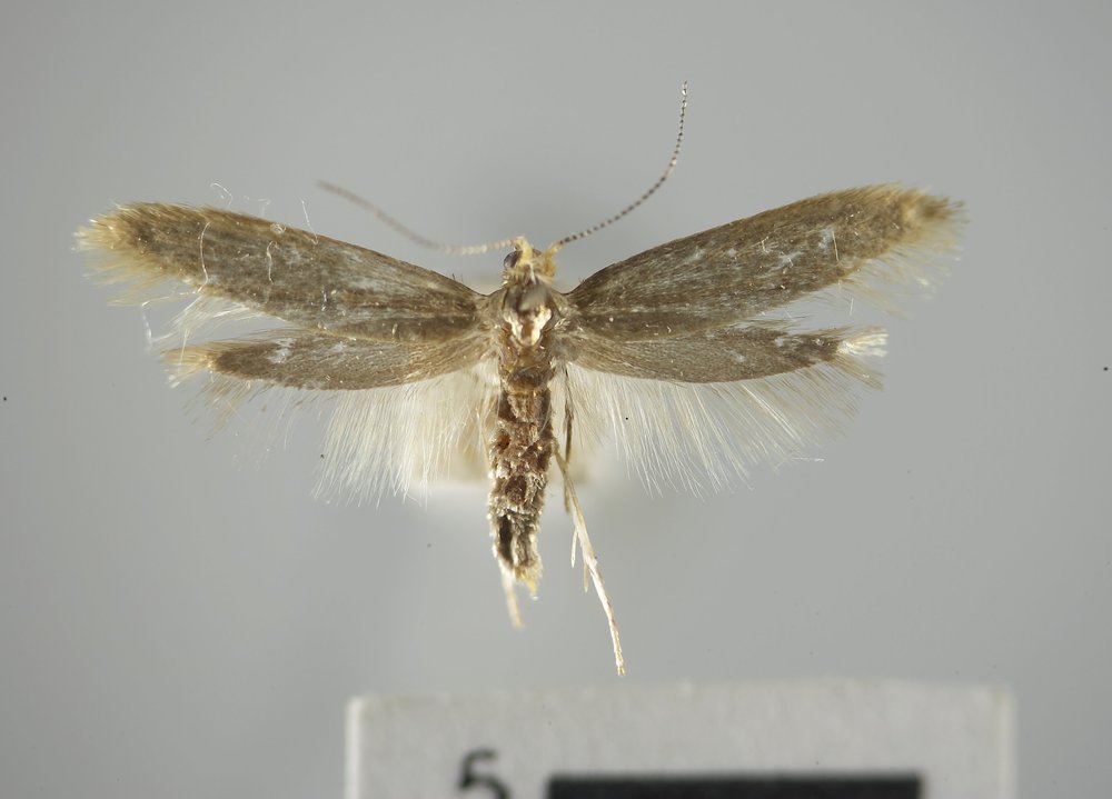 Argyresthia pseudotsuga Argyresthia pseudotsuga