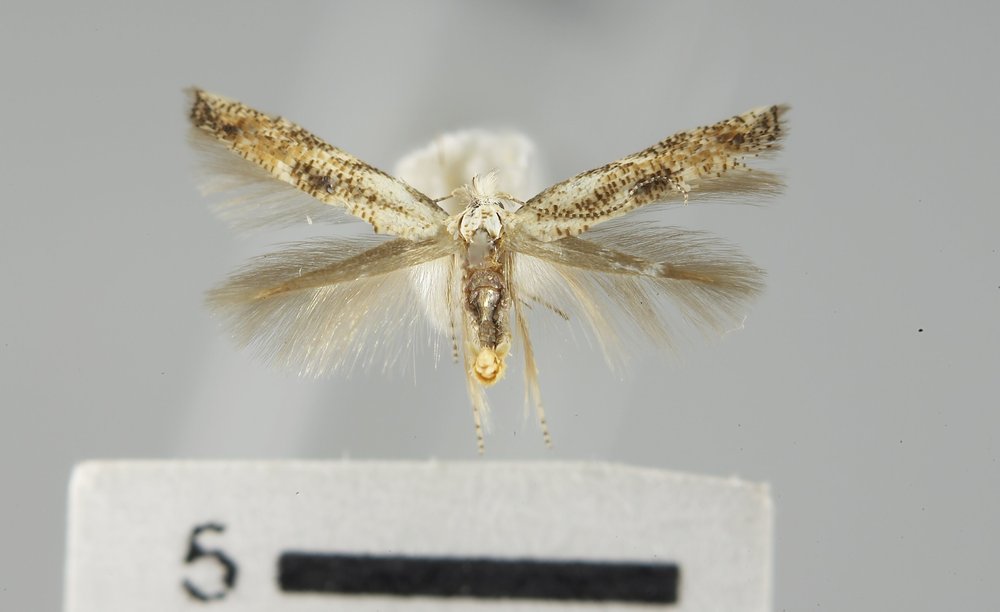 Bucculatrix separabilis Bucculatrix separabilis