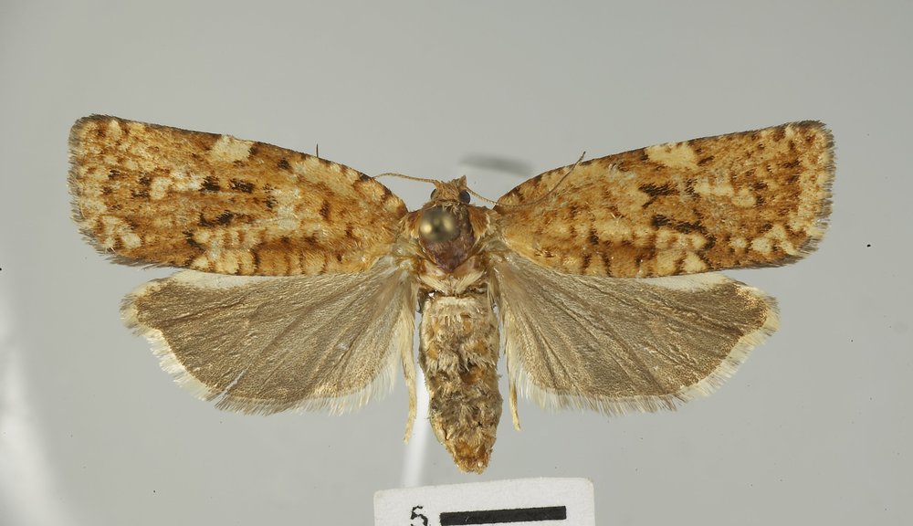 Choristoneura occidentalis
