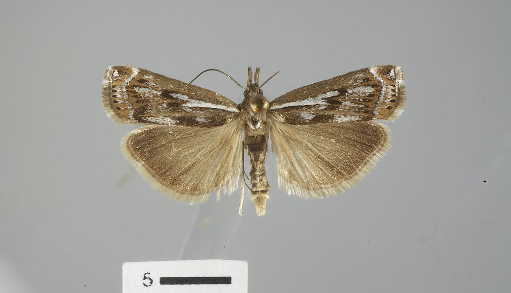 Crambus alienellus labradoriensis