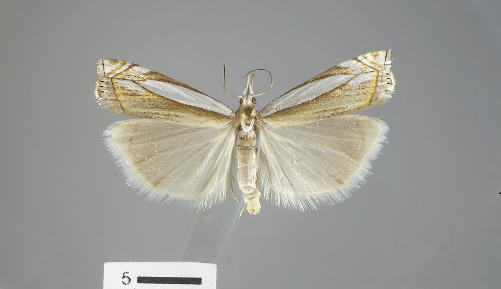 Crambus pascuella