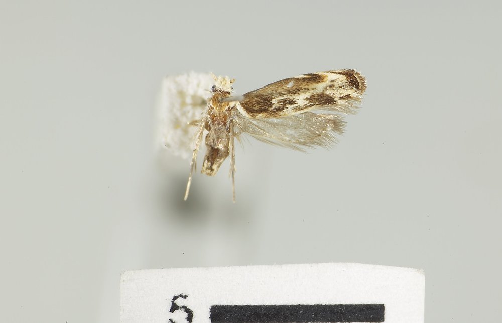 Dryadaula terpsichorella