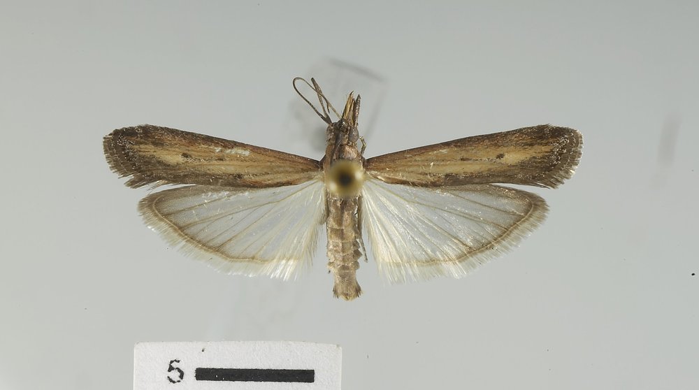 Elasmopalpus lignosellus