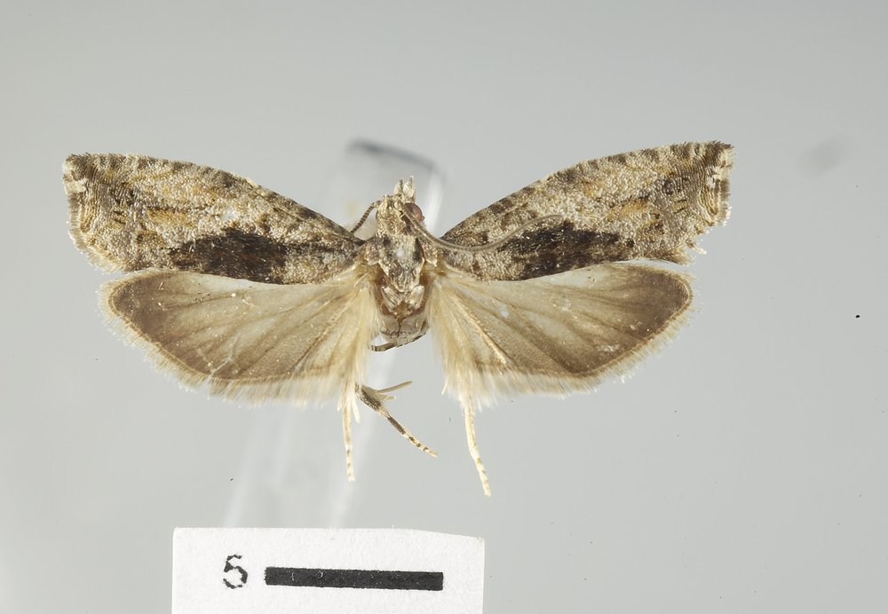 Epinotia nisella