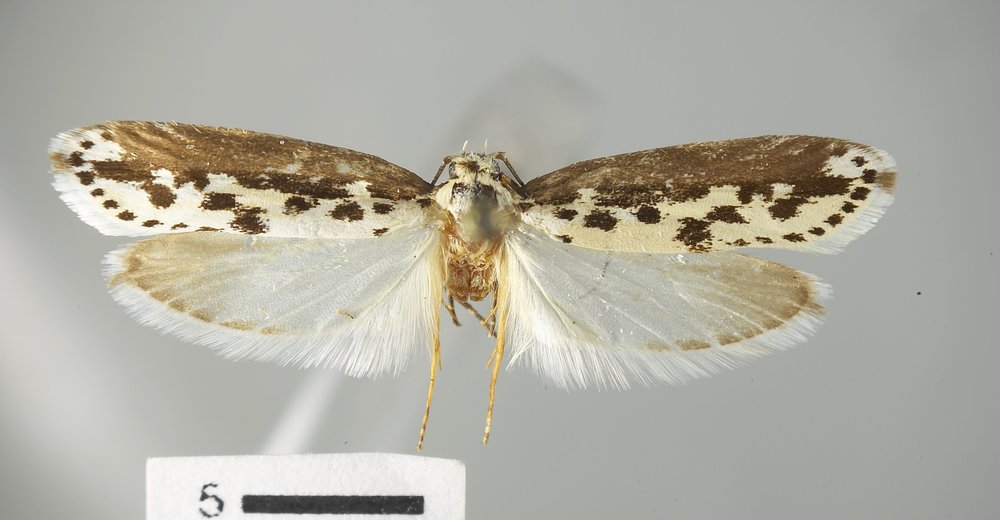 Ethmia hagenella [race josephinella]