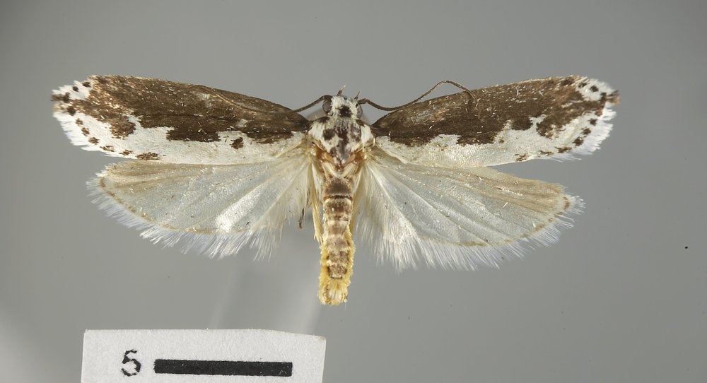 Ethmia semilugens