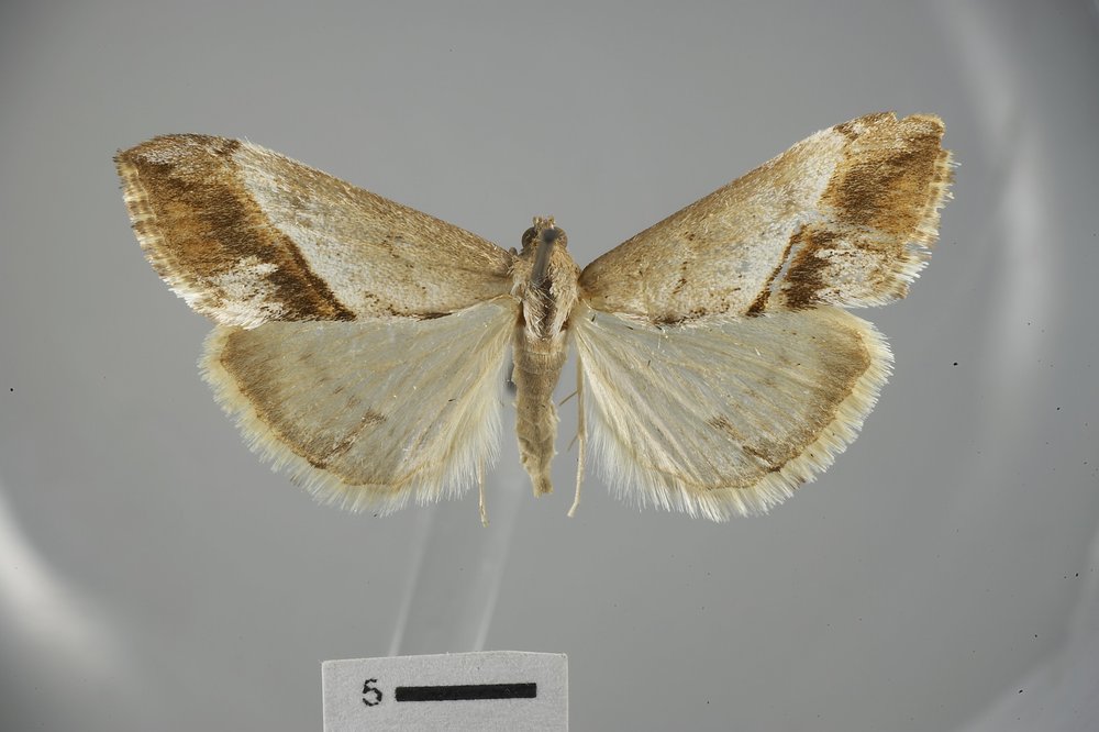Evergestis obliqualis