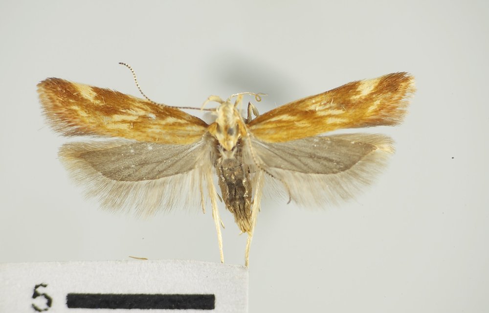 Mirificarma eburnella