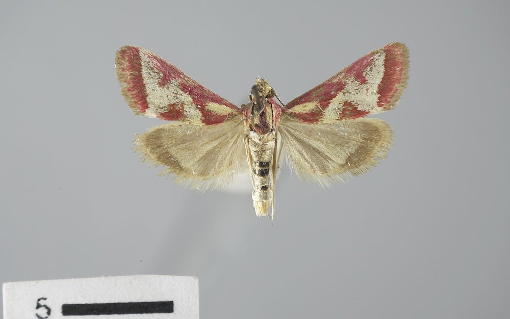 Noctueliopsis aridalis