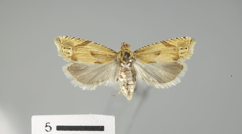 Eucosma clementeana Eucosma clementeana