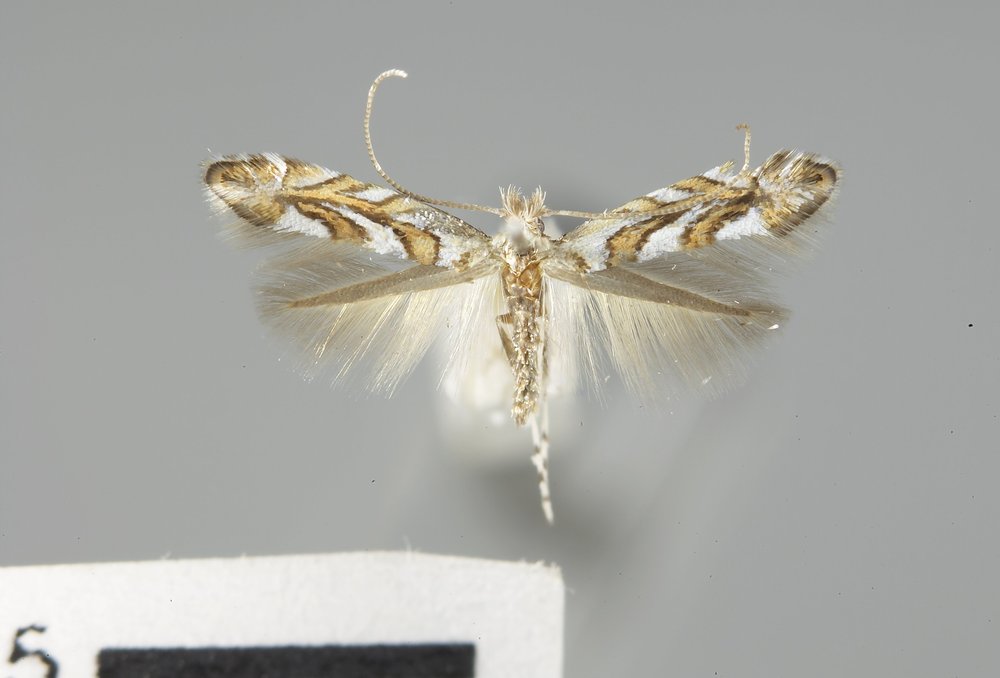 Phyllonorycter arbutusella