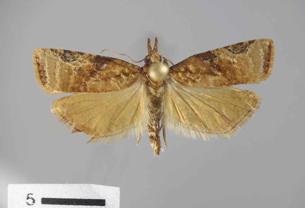 Platynota labiosana Platynota labiosana