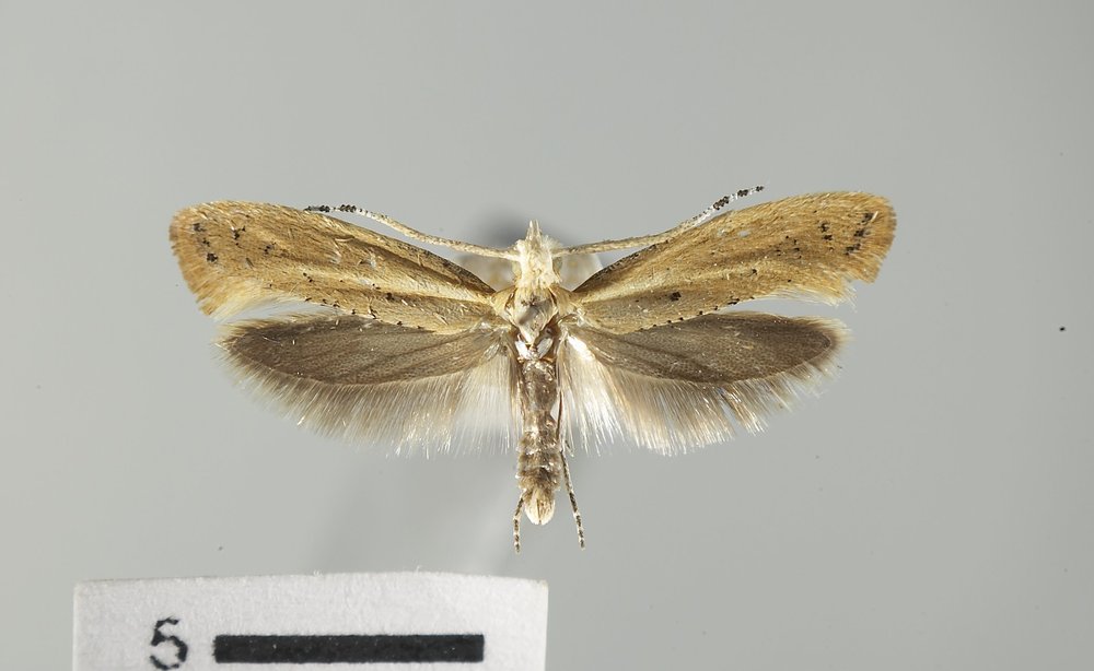 Eidophasia dammersi Eidophasia dammersi