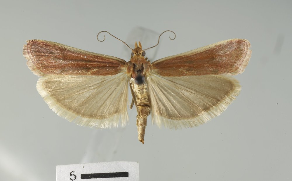 Ancylosis albipennella