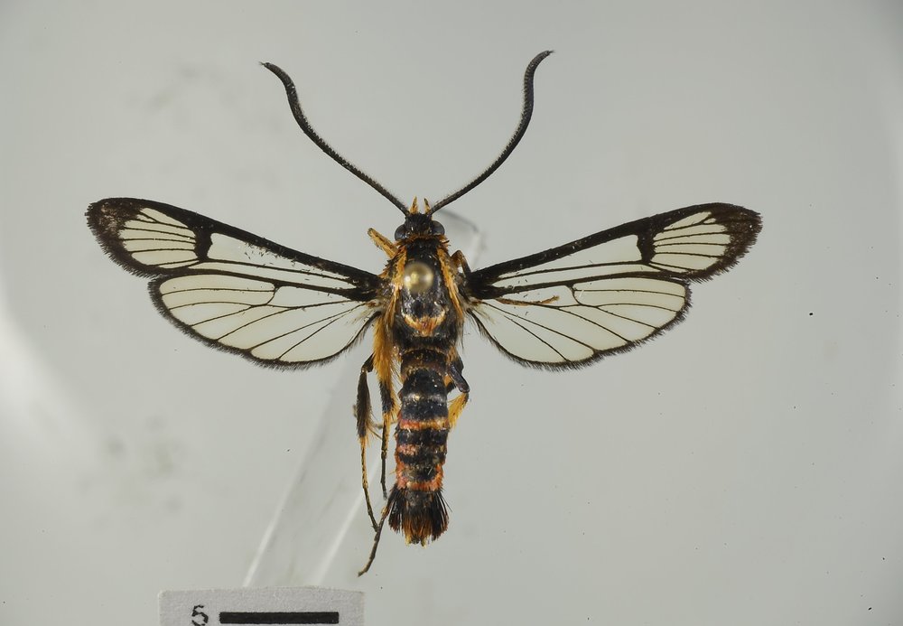 Synanthedon navaroensis