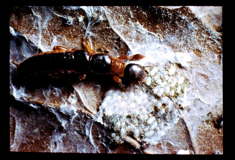 Acanthembia Acanthembia