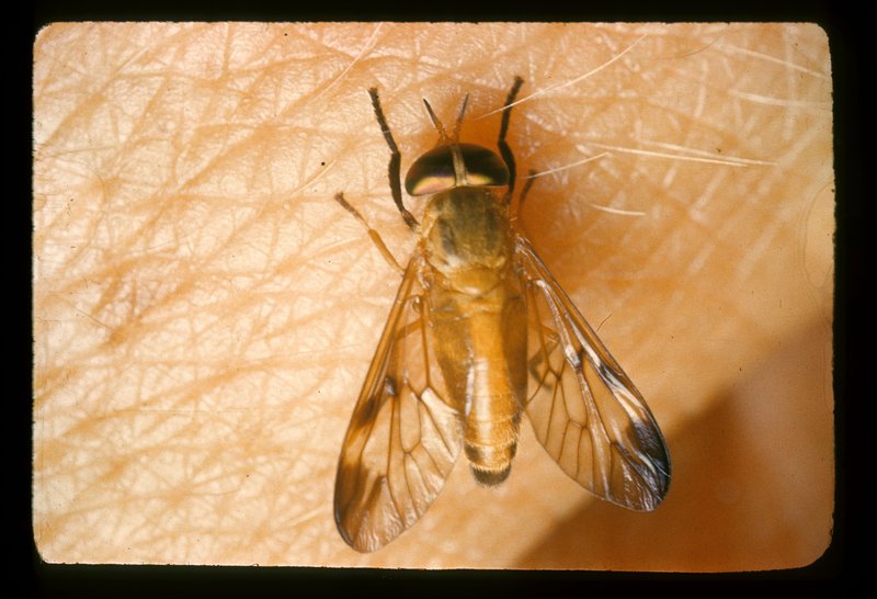 Diachlorus ferrugatus