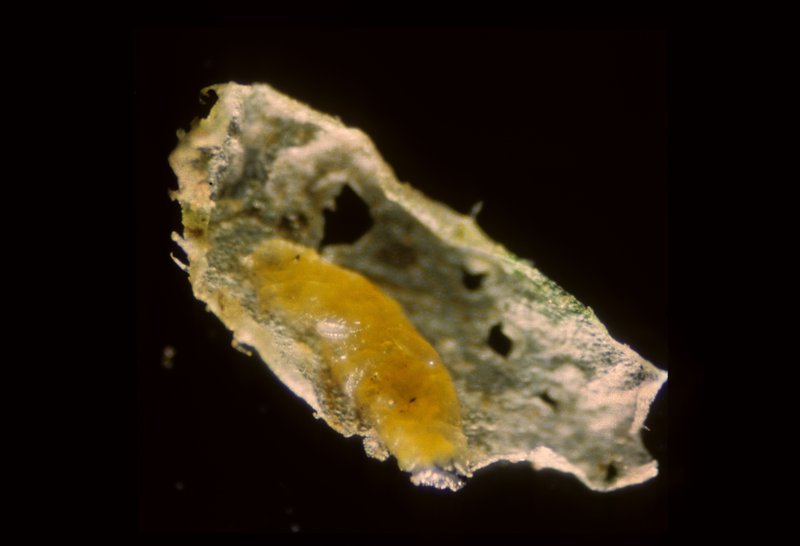 Liriomyza sp.