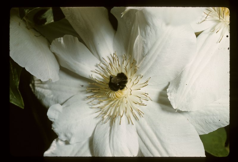 Bombus vosnesenskii Bombus vosnesenskii