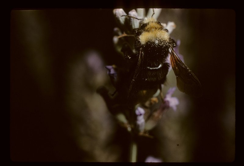 Bombus vosnesenskii Bombus vosnesenskii