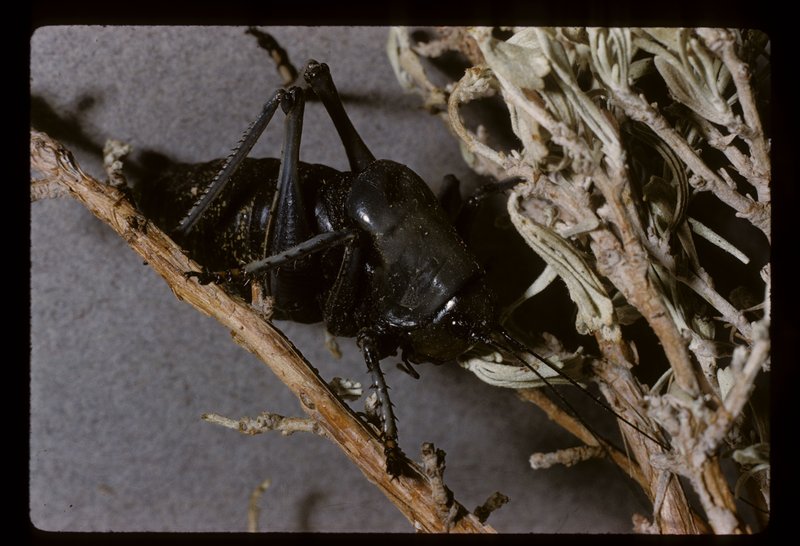 Anabrus simplex Anabrus simplex