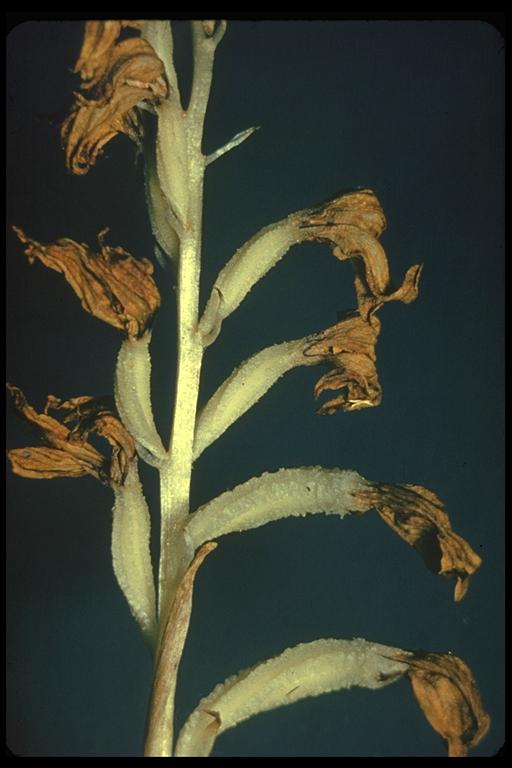 Cephalanthera austiniae Cephalanthera austiniae