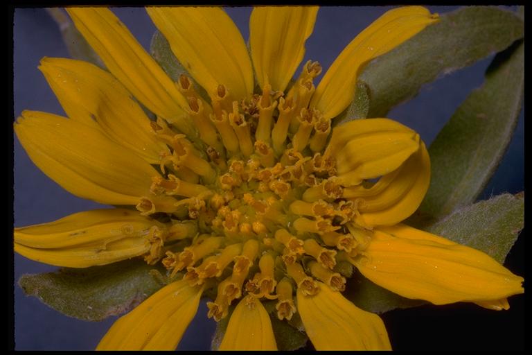 Wyethia helenioides Wyethia helenioides