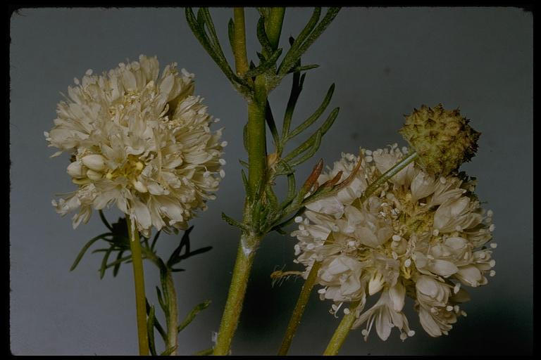 Gilia capitata