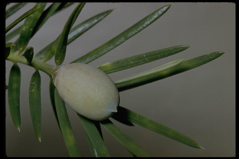 Torreya californica Torreya californica