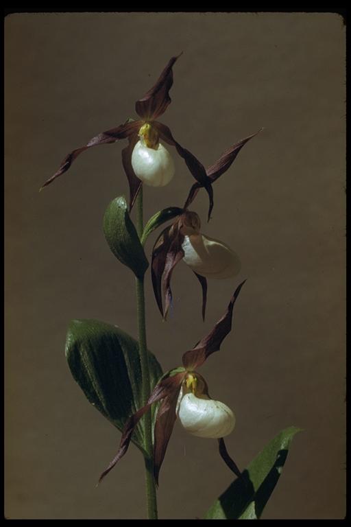 Cypripedium montanum Cypripedium montanum