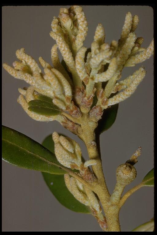 Notholithocarpus densiflorus var. echinoides