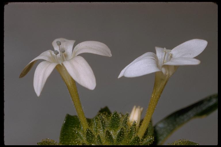Collomia grandiflora