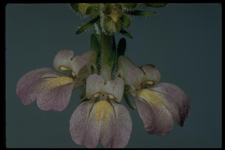 Collinsia tinctoria Collinsia tinctoria