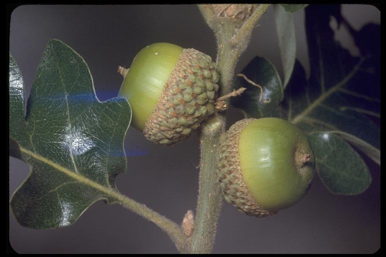 Quercus garryana