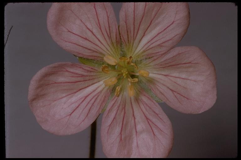 Geranium oreganum