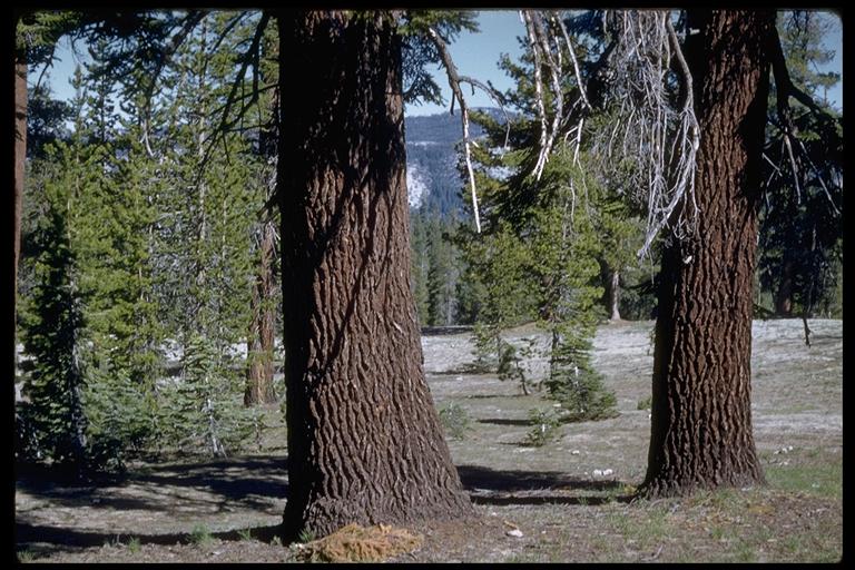 Abies magnifica