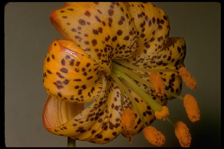 Lilium pardalinum ssp. shastense Lilium pardalinum ssp. shastense
