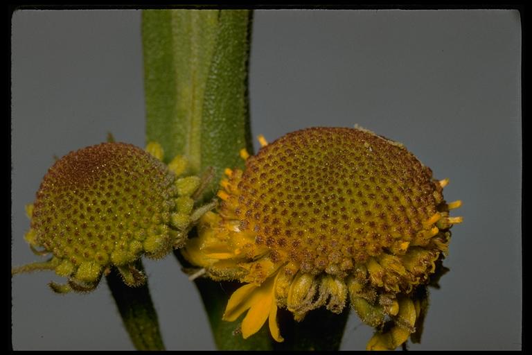 Helenium puberulum