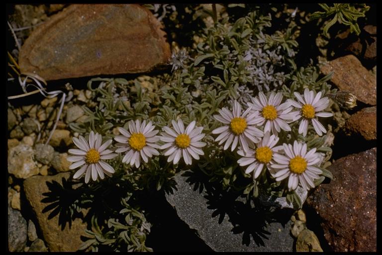 Erigeron pygmaeus Erigeron pygmaeus