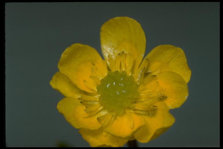 Ranunculus alismifolius