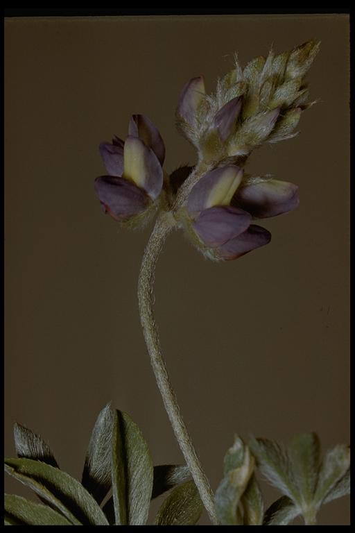 Lupinus lepidus var. lobbii