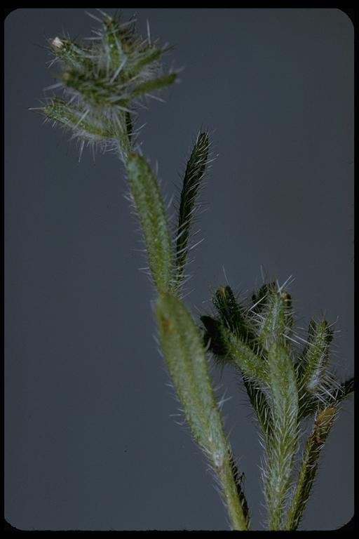 Cryptantha sp.