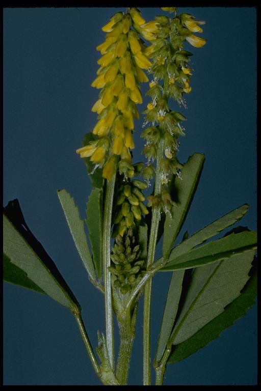 Melilotus indicus Melilotus indicus