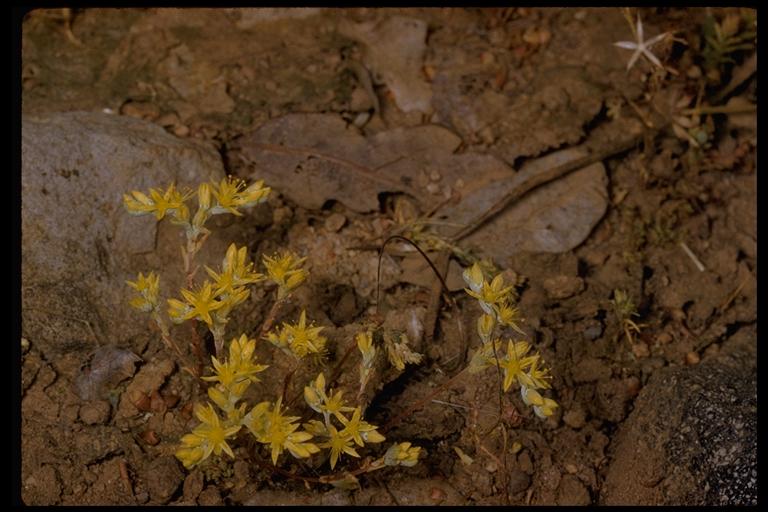 Sedella pumila Sedella pumila