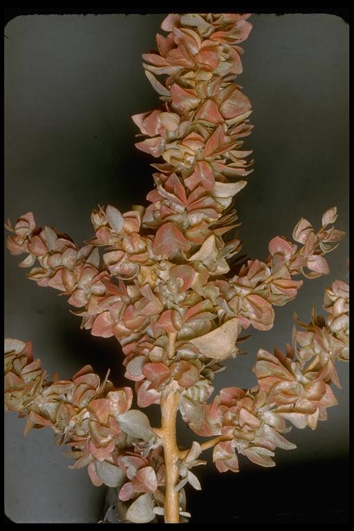 Atriplex confertifolia